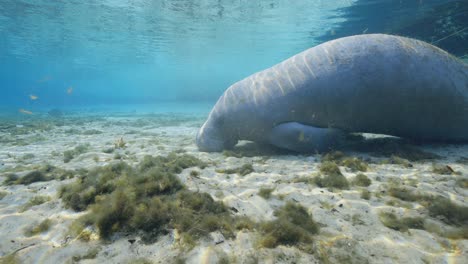 baby manatee calf sleeping on natural spring bottom in the florida springs