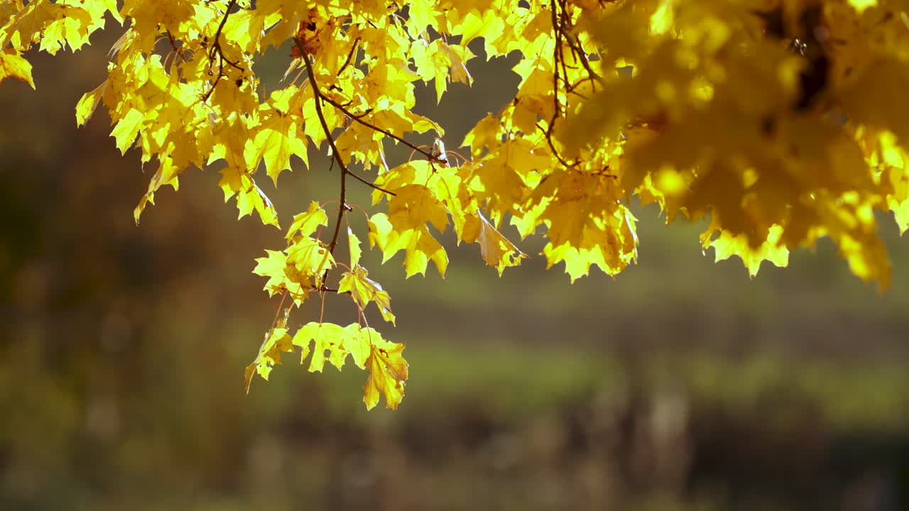 산들바람에 황금빛 단풍잎