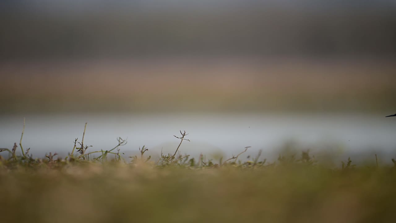 el pilar de alas negras de primer plano