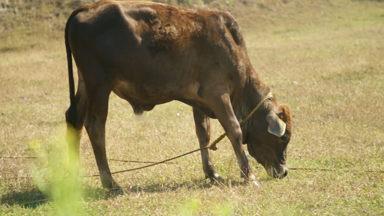 Vitello di razza bovina filippina autoctona che pascola sull'erba in una fattoria