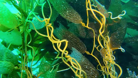 un imponente y enigmático bosque de algas oscurece la diversidad de criaturas marinas