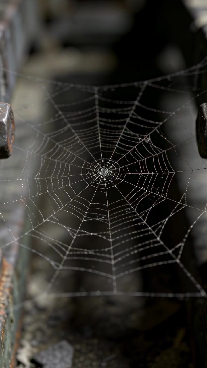 Video verticale: Mostra una ragnatela a telaio ricoperta di rugiada che si forma tra ringhiere arrugginite, con la telecamera che sposta la messa a fuoco.