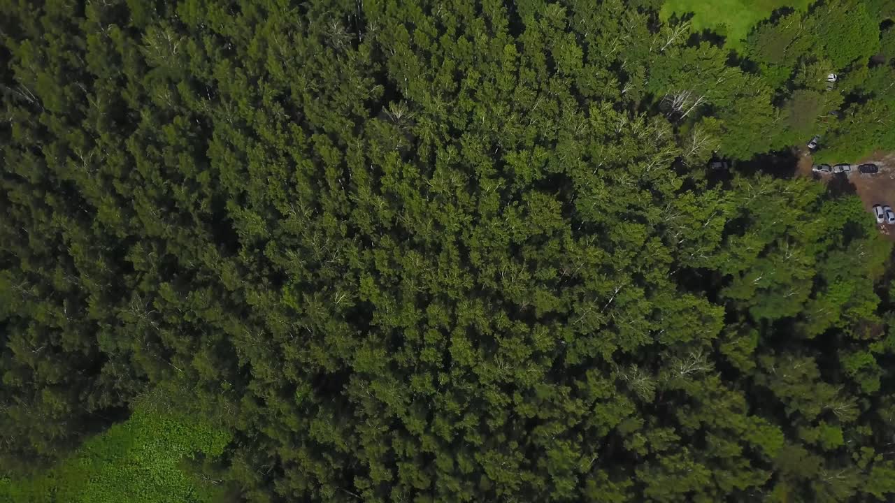 vista aérea de un denso bosque