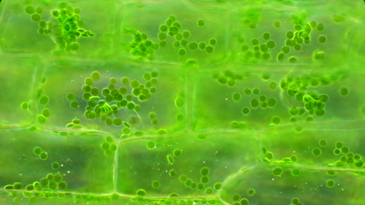 Microscopic View of Plant Cells with Chloroplasts