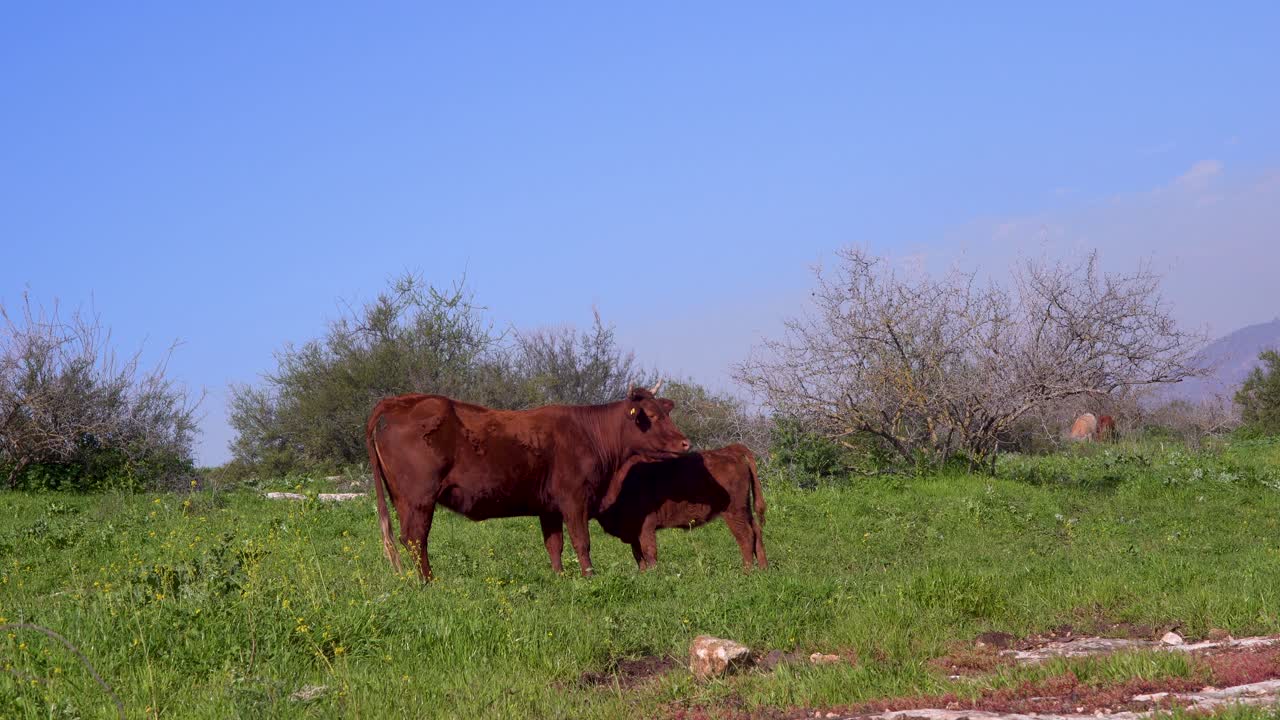 Un vitello si gratta la zampa vicino alla sua mamma mucca in un campo d'erba pianeggiante con cielo azzurro e sereno.