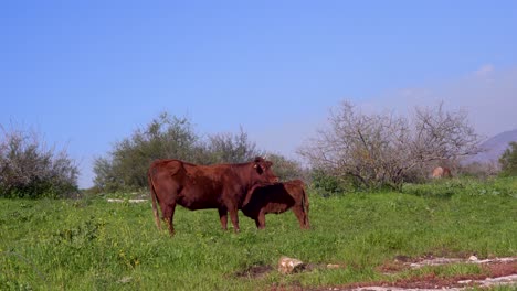 Culf-Se-Rasca-La-Pierna-Cerca-De-Su-Vaca-Madre-En-Un-Césped-Plano-Lleno-De-Cielo-Azul-Claro