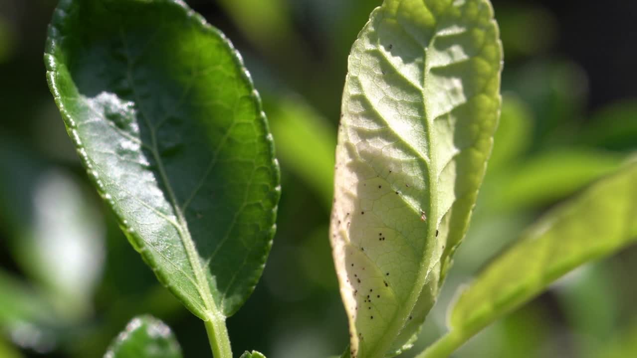 Un paio di foglie di piante che ondeggiano reagendo alla luce solare mutevole nel cortile, la sinistra lucida e la destra maculata.