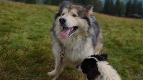 Two-dogs-sitting-grass-sunny-day-close-up.-Husky-looking-camera-in-mountains.