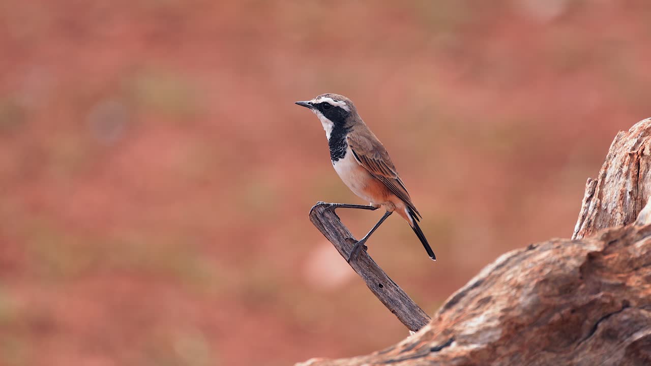 Capped Wheatear bird perches on branch in profile against red bokeh