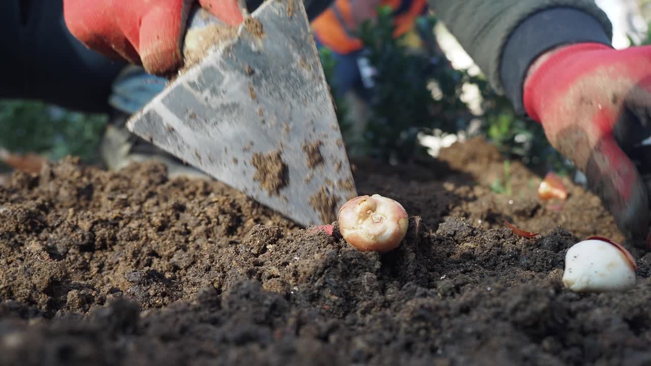 Close-up of Planting Flower Bulbs in Soil