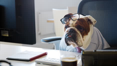 Bulldog-wearing-tie-looking-at-computer-screen-in-office