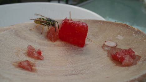 close-up of a wasp landing on watermelon