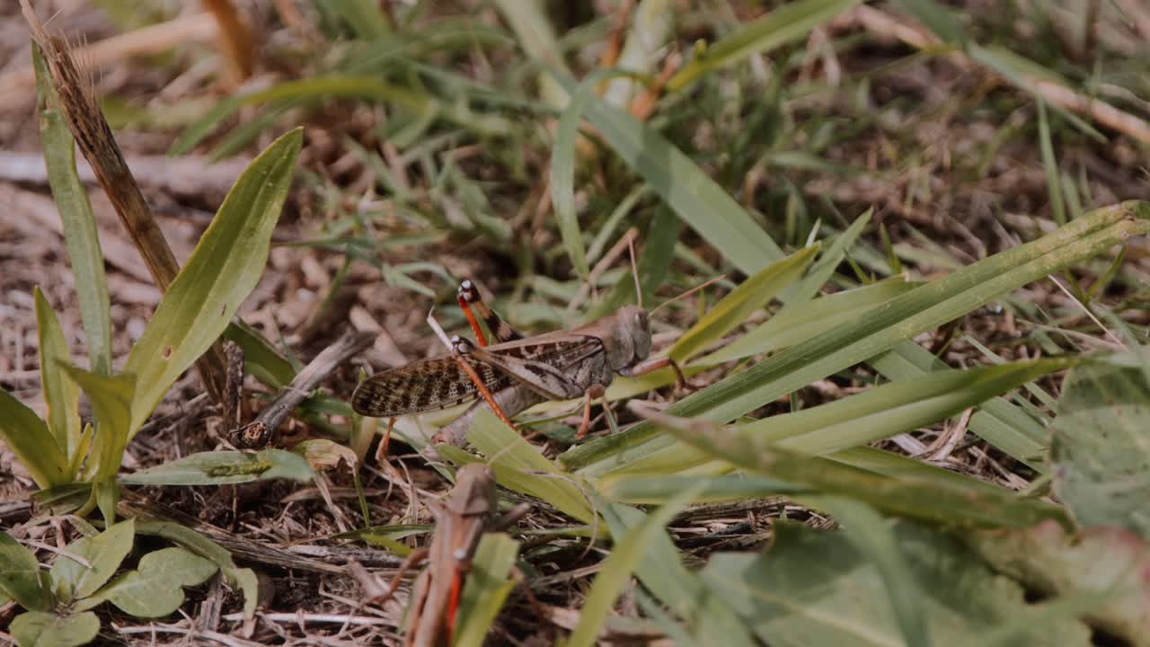 Primo piano di due locuste che si muovono sul terreno vicino a un fiume, probabilmente in cerca di cibo, catturate con luce naturale in un ambiente esterno tranquillo