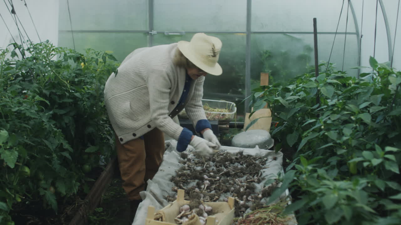 Elderly Woman Harvesting and Sorting Garlic in a Greenhouse