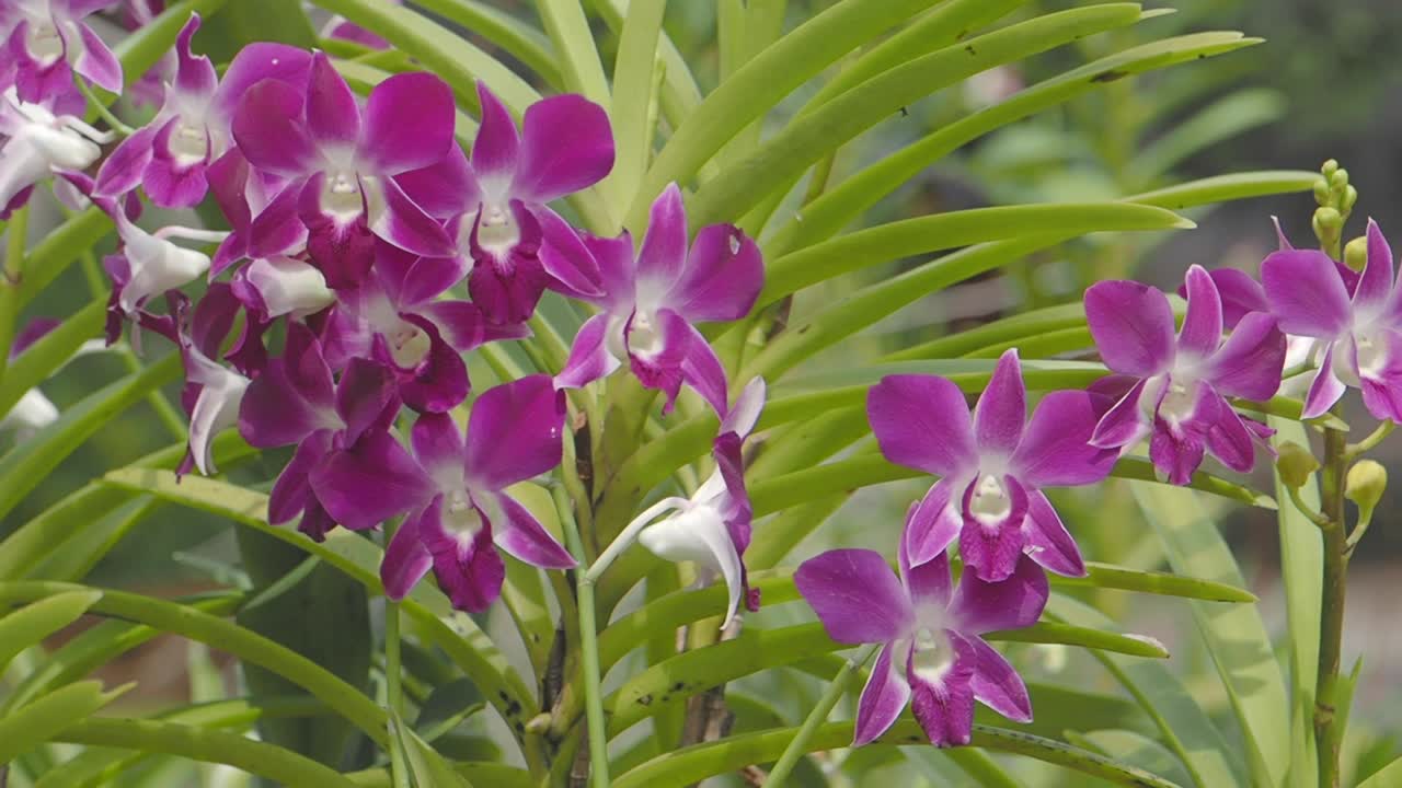 Purple Orchid Flowers