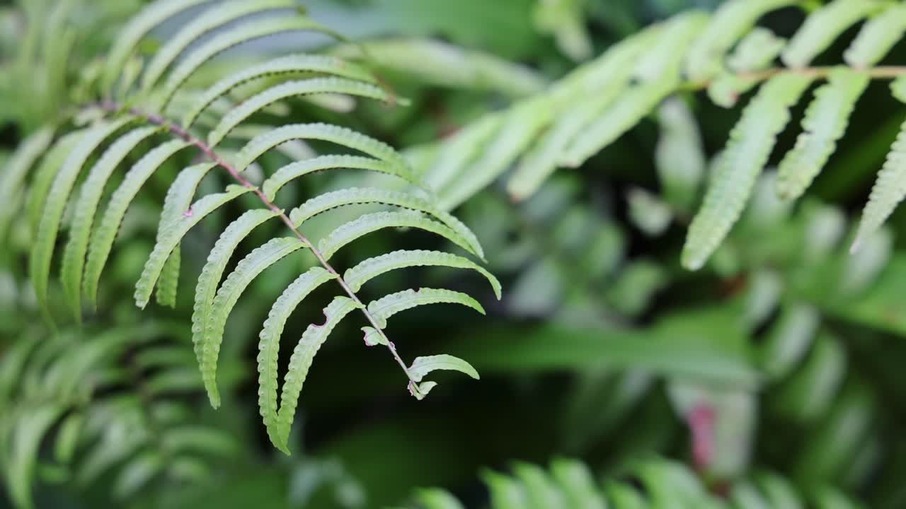 A detailed close-up of a green fern leaf with shallow depth of field, slowly panning in natural daylight within a lush tropical garden setting