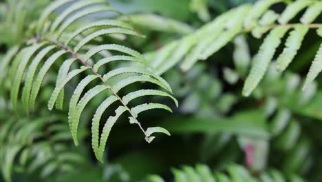a detailed close-up of a green fern leaf with shallow depth of field, slowly panning in natural daylight within a lush tropical garden setting
