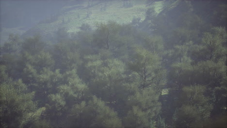 shot of a creek in the middle of green woods surrounded by hills