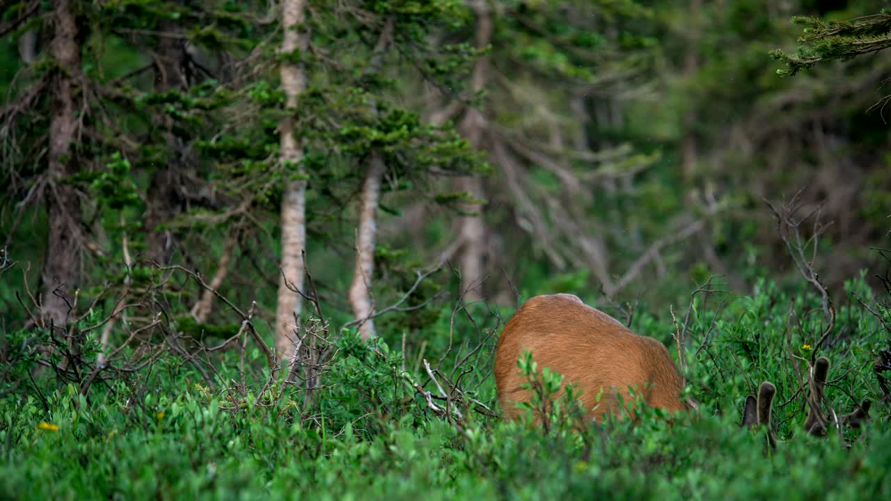 vista de cerca de un venado bura