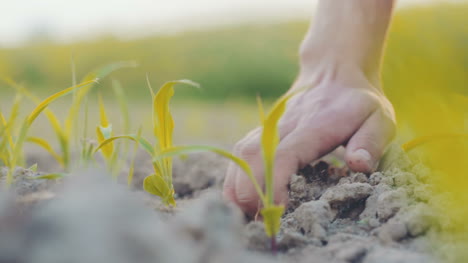 Landwirtschaft-Bauer-Hand-Eine-Weizenpflanze-Aufheben