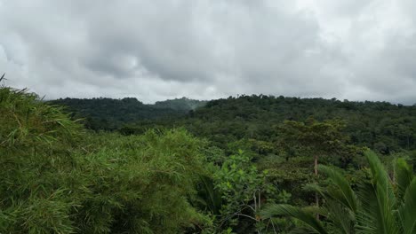 drone flying over coconut trees and dense jungle in new guinea