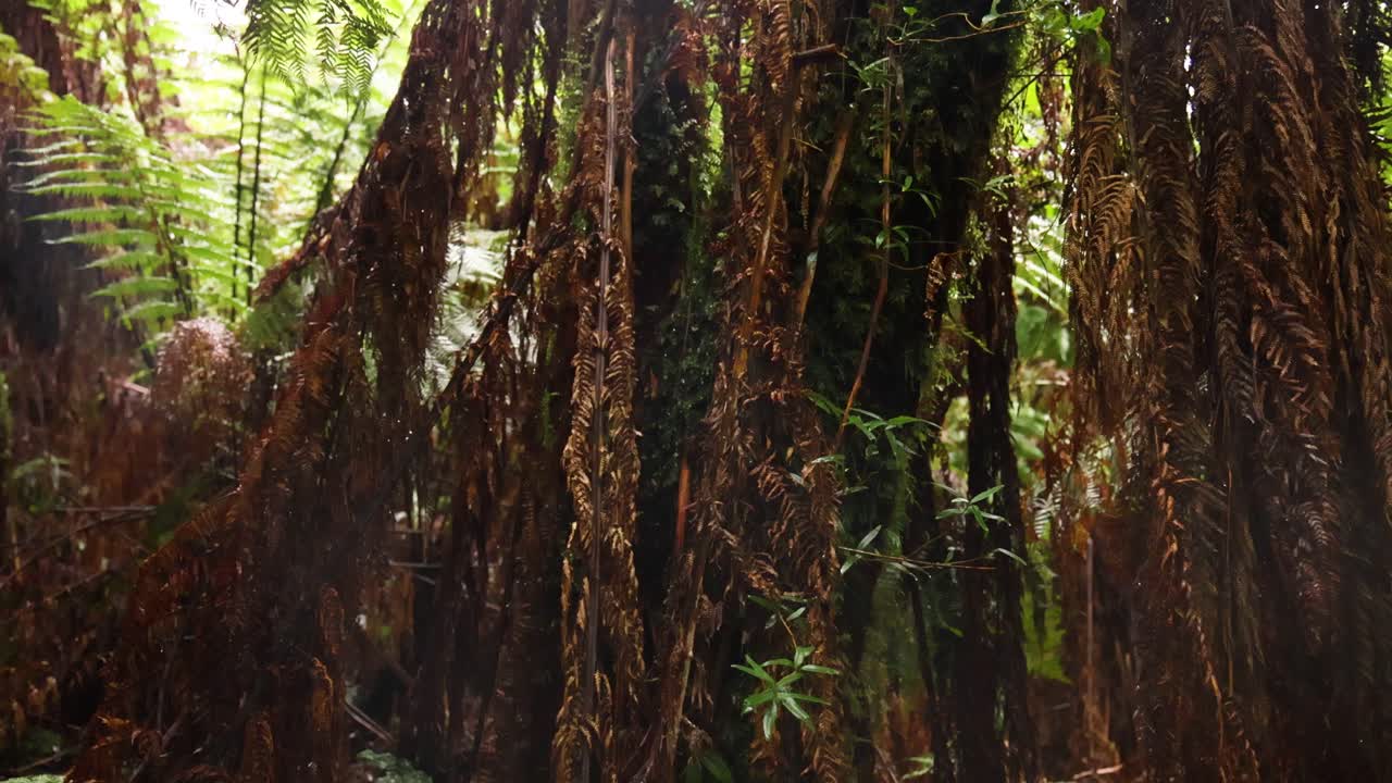 Lush rainforest with dense vegetation and ferns