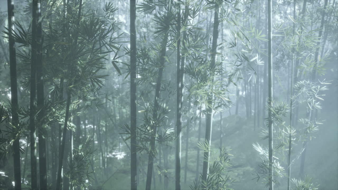 안개가 가득한 대나무 숲