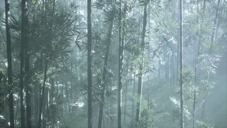 misty bamboo forest