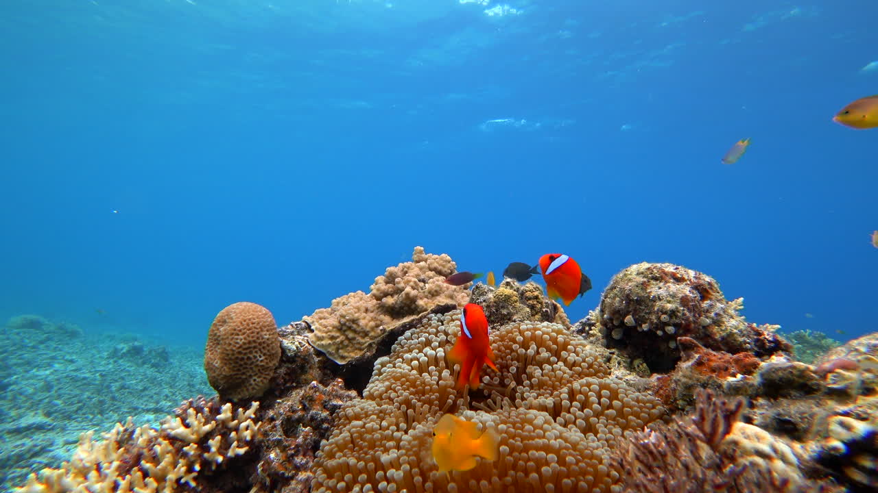 Static shot of bright orange male tomato clownfish swimming playfully in vibrant sea anemone.