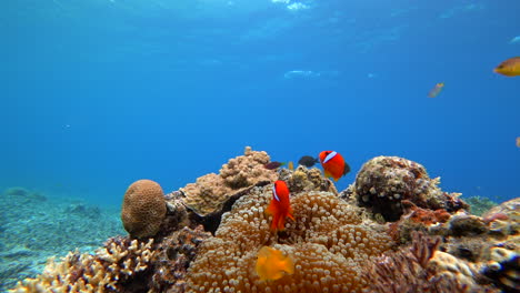 static shot of bright orange male tomato clownfish swimming playfully in vibrant sea anemone.