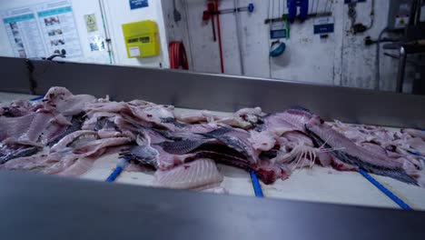 Fischereiindustrie:-Ein-Fischfilet-Fördersystem-Trennt-Und-Bewegt-Meeresfrüchteteile