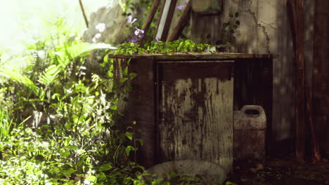 ruined-abandoned-overgrown-by-plants-interior