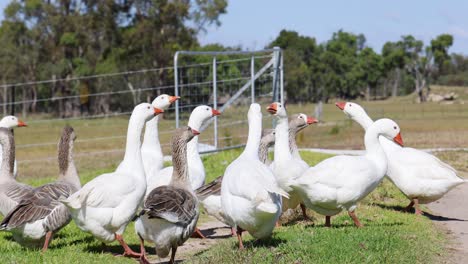 group of geese walking together in a grassy field