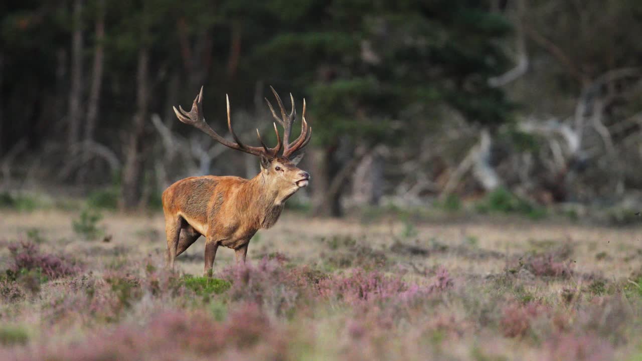 ciervos rojos durante la temporada de rastreo en veluwe, toma cinematográfica