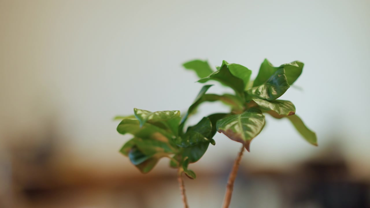 Primo piano di due piccole piante verdi con foglie lucide che ondeggiano leggermente in una luce interna soffusa. I fusti delle piante sono sottili e di colore verde-brunastro, mentre lo sfondo è leggermente sfocato, suggerendo uno spazio interno.