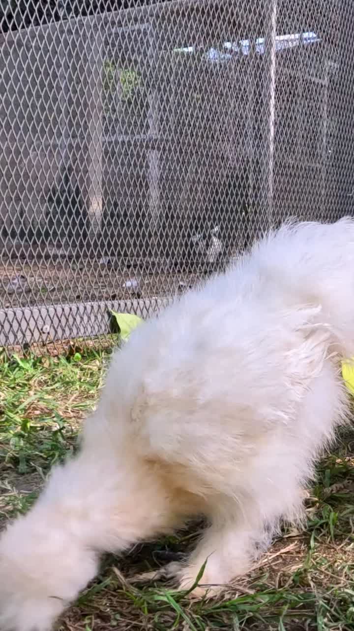 강아지들이 잔디에서 놀고 놀고 있습니다.