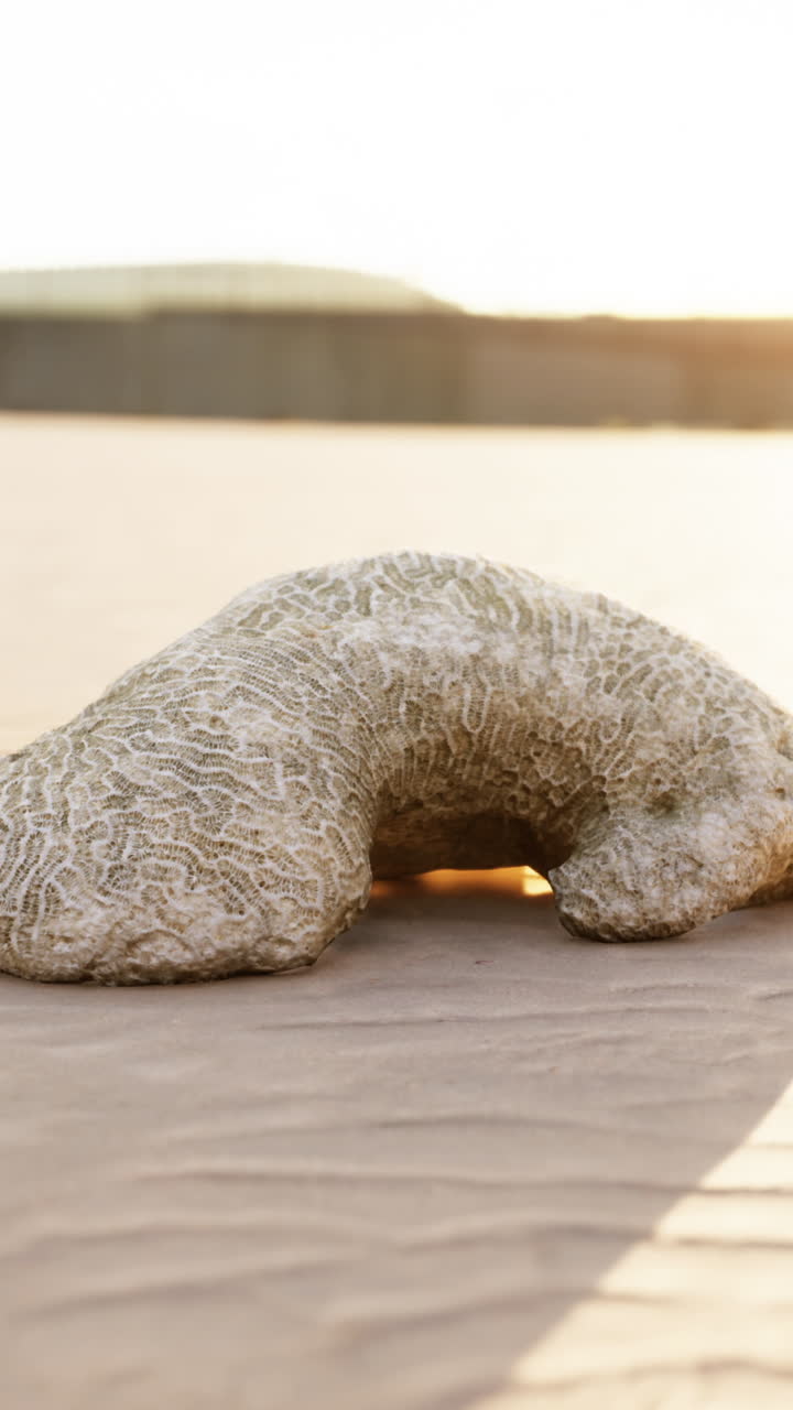 escultura de coral decorativa