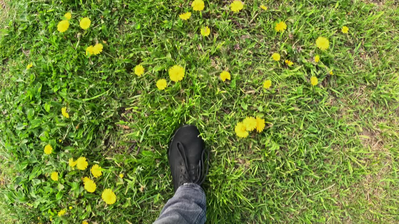 Top-down view of man walking through blooming dandelion field in spring.