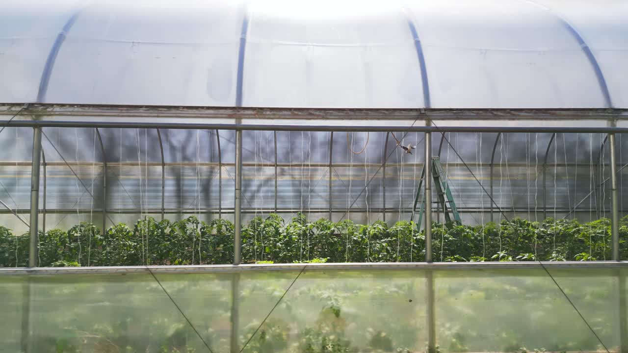 tiro a través del lado del invernadero que muestra plantas de tomate creciendo de lado tiro de drone dolly