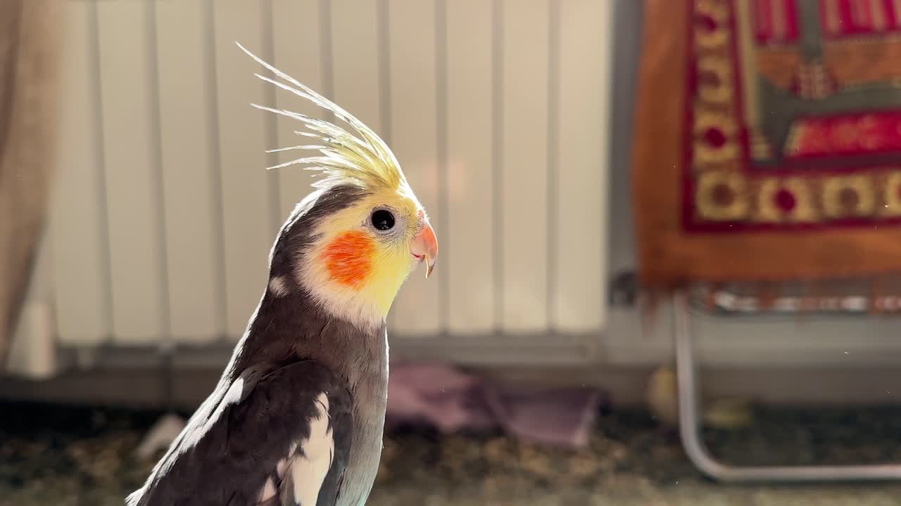 adorable cinnamon pearl cockatiel portrait with orange cheek and colorful feathers in iran Tehran local apartment on traditional rug natural light exotic pet parrot summer home closeup background