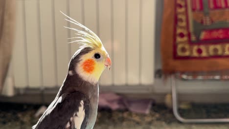 adorable cinnamon pearl cockatiel portrait with orange cheek and colorful feathers in iran tehran local apartment on traditional rug natural light exotic pet parrot summer home closeup background