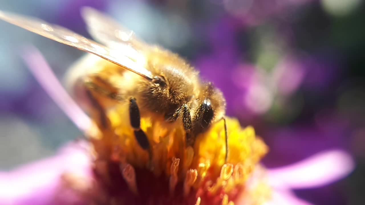 abeja de miel en una flor de jardín-2