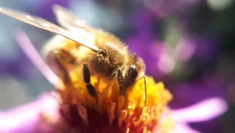 Abeja-De-Miel-En-Una-Flor-De-Jardín-2