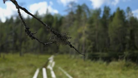 nature reserve national park swamp duckboards, branch with beard lichen, finland