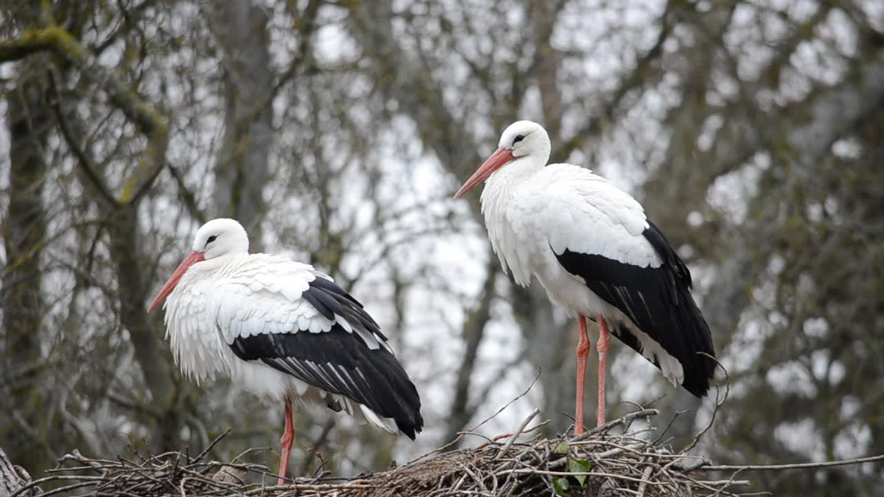 Storks on a tree. Madrid, Spain