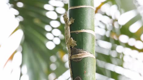 Cambodian-Parachute-Gecko,-Ptychozoon-tokehos,-sticking-on-the-left-side-of-the-palm-tree-while-the-wind-blows-and-moves-the-leaves-and-branches