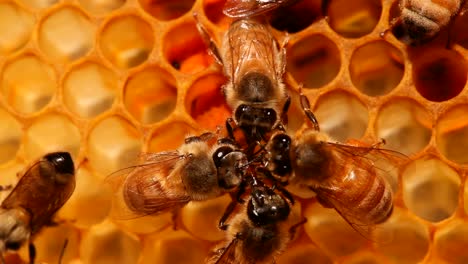 bees cleaning each other on comb