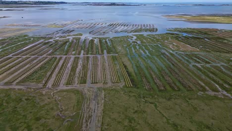 coastal oyster farms during low tidal flats, brittany, france. aerial drone forward