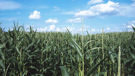 energy generating wind turbine in a green cornfield in front of blue sky