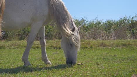 Caballo-Blanco-Pastando-En-Un-Campo-Agrícola